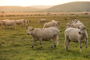 Benefits of Weighing Scales in Agriculture