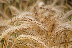 Weighing Machines for Agriculture